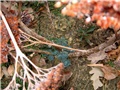 Sedum Herbstfreude 